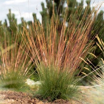 Festuca Sunrise (7)