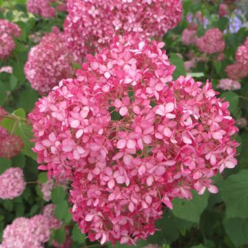 Hydrangea arborescens PINK ANNABELLE 20180708 1