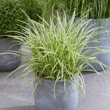 Carex morrowii Goldband