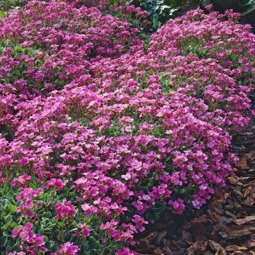 Arabis caucasica Rosea