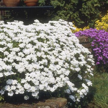 Iberis + Aubrieta + Alyssum(Aubrieta White)