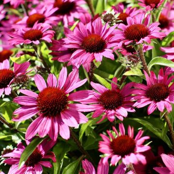 Echinacea Chunky Purple (Pow Wow Wild Berry)