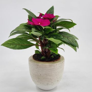Impatiens New Guinea Pink