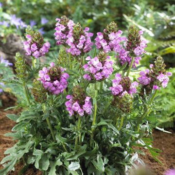 Prunella grandiflora Summerdaze(Violet Blue)