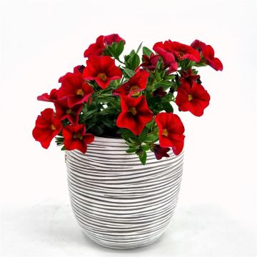 Calibrachoa Red