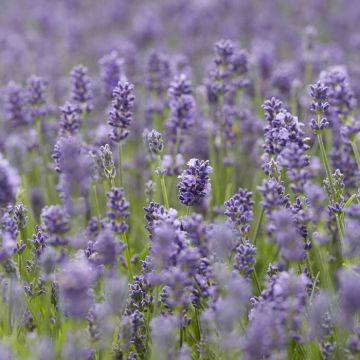Lavandula angustifolia Essence Purple