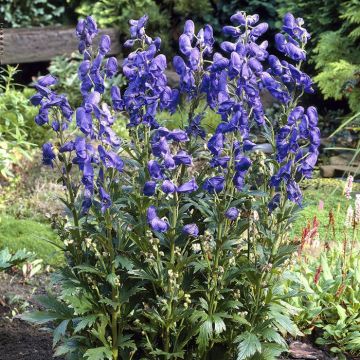 Aconitum carmichaelii Arendsii