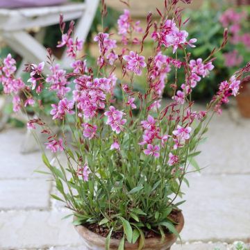Gaura lindheimeri Siskiyou Pink