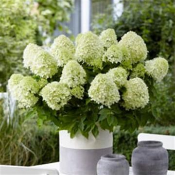 hydrangea pan little Sppoky