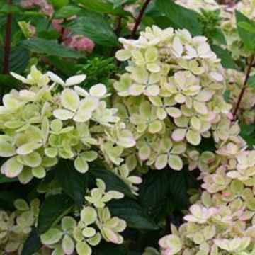 hydrangea pan pastelgreen