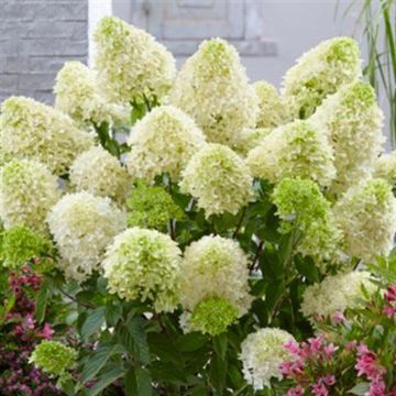 hydrangea pan Skyfall