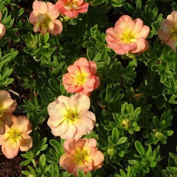 potentilla_frut.a.bella_apple