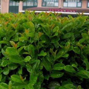 prunus laur.Etna.jpg