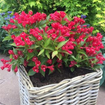 Weigela All Summer¬ Red
