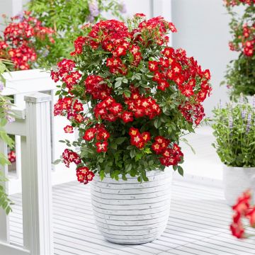 Rosa Everglow Ruby (3)