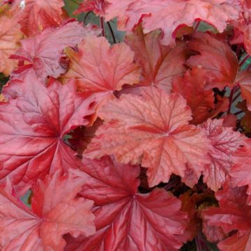 Heuchera Bloody Dinosaur 845x684