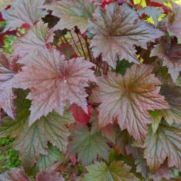 Heuchera Copper Dinosaur 845x684