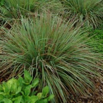 Schizachyrium scoparium Standing Ovation