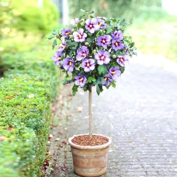 Standard hibiscus blauw