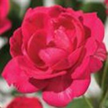 K80286 Rosa 'Royal Queen'