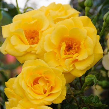 K80553 Rosa Spring Queen