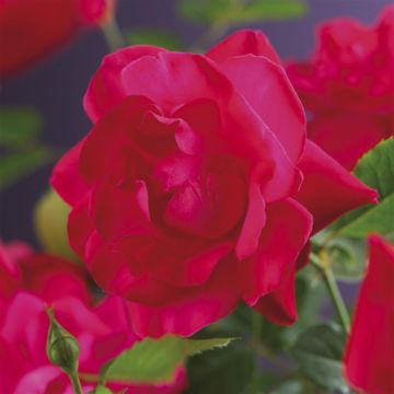 K80605 Rosa 'Heidelberg'