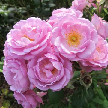 K80770 Rosa Lavender Queen 4