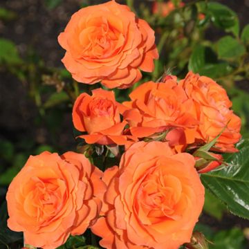 K81015 Rosa Orange Queen