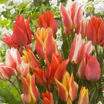 Tulipa Canada mix (Greigii Mix)