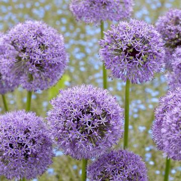 Allium Gladiator