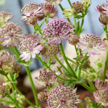 Astrantia major Roma