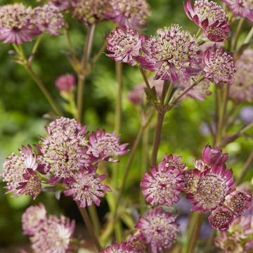Astrantia major Star of Beauty