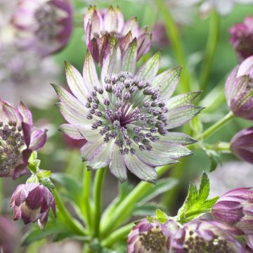 Astrantia major SuperstarÂ®