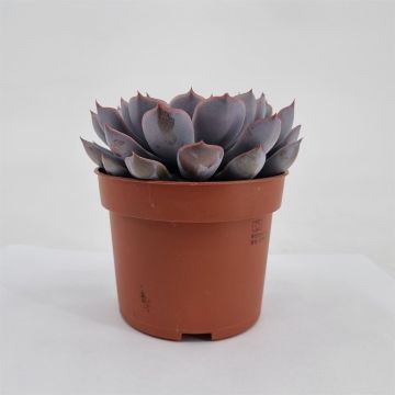 Echeveria Orion 10