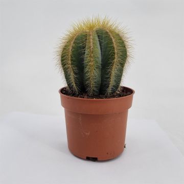 Notocactus magnificus 10