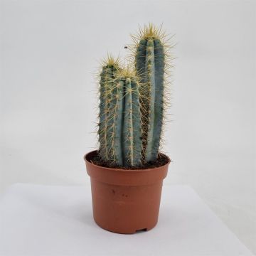 Pilosocereus azureus 10