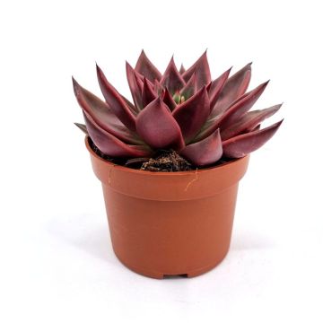 Echeveria Antaris 10