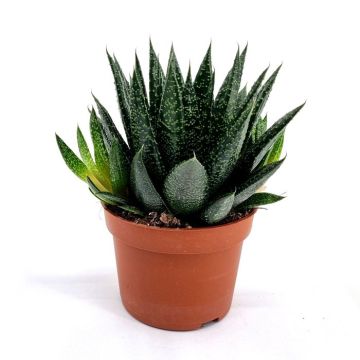 Gasteria d'due 10