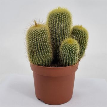 Eriocactus leninghausii 12cm