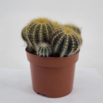 Notocactus magnificus 12cm