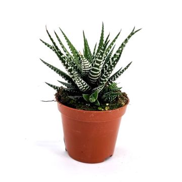 Haworthia fasciata big band 8