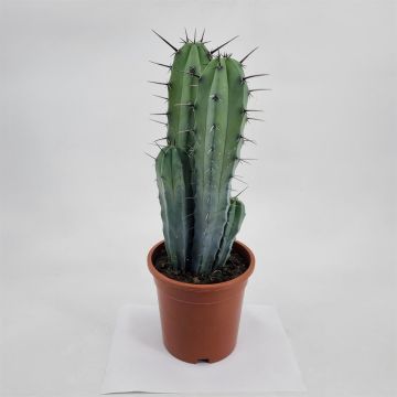 Myrtillocactus geometrizans groep 17cm