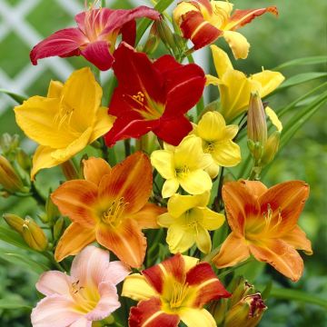 Hemerocallis mixed