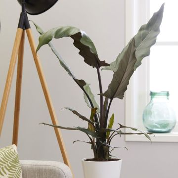Alocasia Lauterbachiana