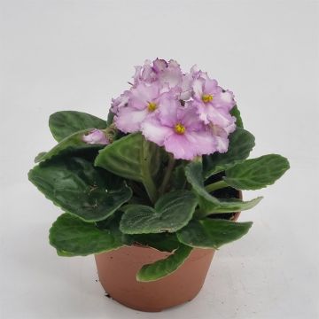 Saintpaulia light pink