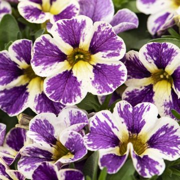 Calibrachoa Purple Yellow