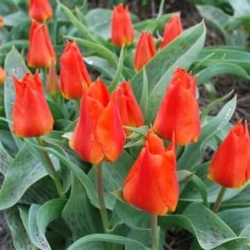 Tulip kaufmanniana _miramare