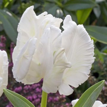 Tulip White Rebel