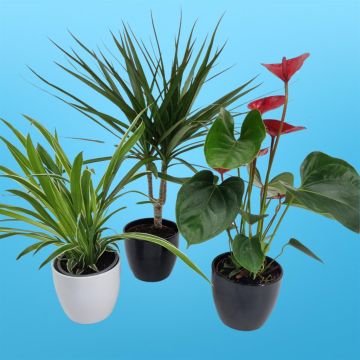 Clorophytum Ocean Dracaena Anthurium