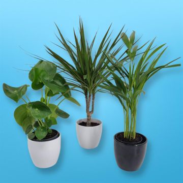 Pilea Dracaena Dypsis